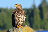 Young Bald Eagle -Ucluelet