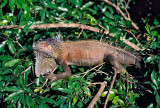 Green Iguana-Costa Rica