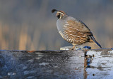 California Quail