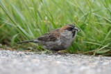 cape verde sparrow / kaapverdische mus, Hansweert