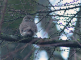 pygmy owl / dwerguil, Lettele