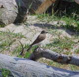 eastern black-eared wheatear / oostelijke blonde tapuit, WK