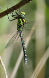 blauwe glazemaker, Keihoogte N-Beveland