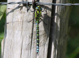 blauwe glazemaker, Keihoogte N-Beveland