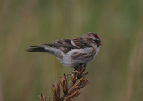 redpoll / grote barmsijs, Westenschouwen