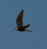 red-footed falcon / roodpootvalk, WK