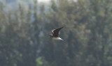 oriental pratincole / oosterse vorkstaartplevier, Tholen, ZLD