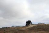 Curonian Spit