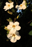 IMG_0652.JPG