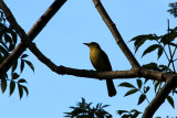 IMG_0693.JPG