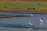 IMG_1073.JPG