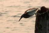 IMG_1170.JPG
