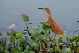 IMG_1196.JPG