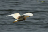 IMG_1262.JPG