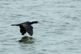 IMG_1273.JPG
