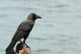 IMG_1291.JPG
