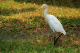 IMG_1337.JPG
