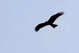 IMG_1374.JPG
