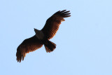 IMG_1556.JPG