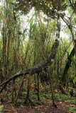 Parque Nacional Volcan Arenal