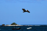 Tamarindo