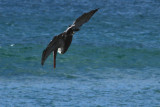 Tamarindo