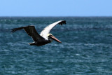 Tamarindo