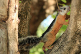 Tamarindo