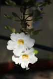 IMG_8526.JPG