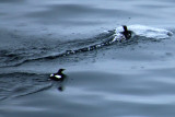 IMG_1150.JPG