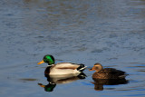 IMG_3525.JPG