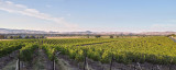 Wente Panorama