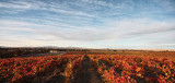 late afternoon in november