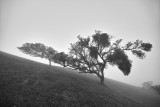 Oak and Mistletoe