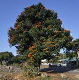 tree with orange blossoms