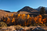 McGee aspen