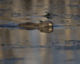 Muskrat IMG_7062.jpg