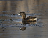 Pied-billed Grebe IMG_7059.jpg