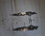 Great Blue Heron IMG_7470.jpg