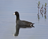 American Coot IMG_8232.jpg