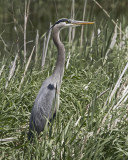 Great Blue Heron IMG_7941.jpg