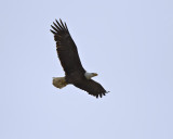 Bald Eagle. IMG_8218.jpg