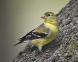 Goldfinch IMG_8446.jpg