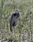 Great Blue Heron. IMG_8993.jpg