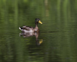 Mallard IMG_9708.jpg