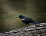 Red Winged Blackbird IMG_9670.jpg