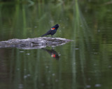 Red Winged Blackbird IMG_9622.jpg