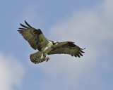 Osprey IMG_0713.jpg