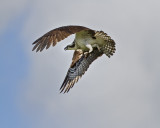 Osprey IMG_0717.jpg