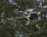 Great Blue Heron IMG_0961.jpg